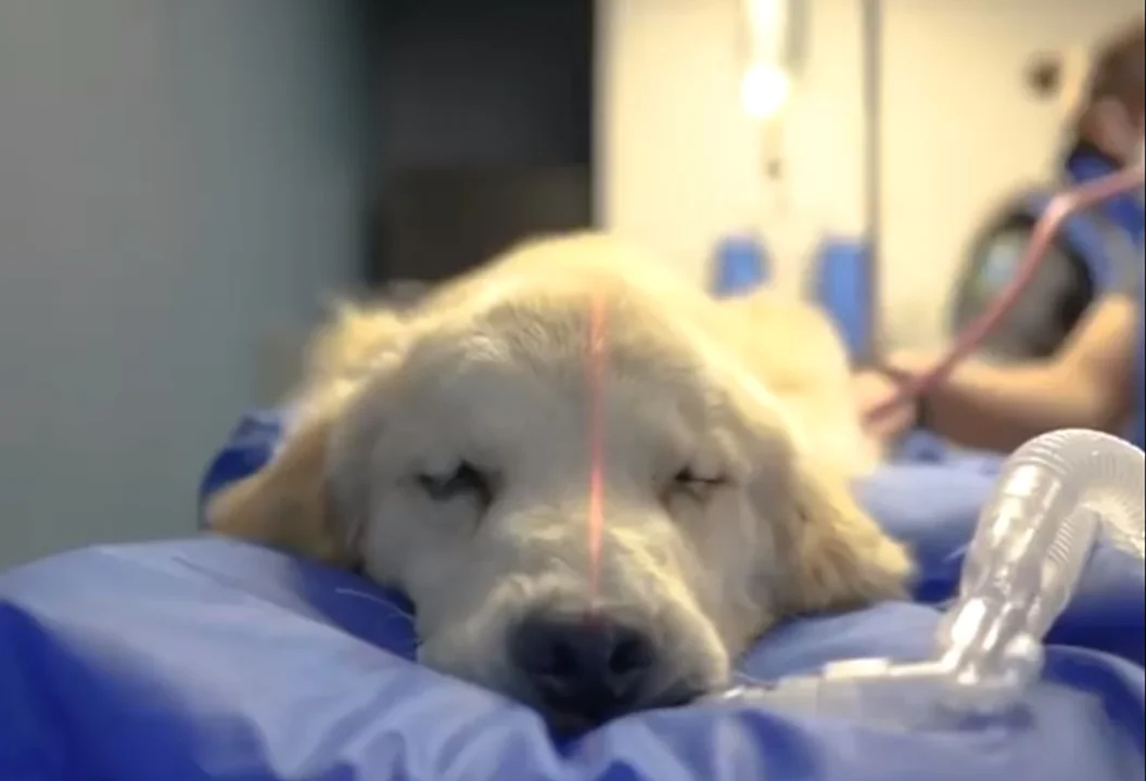 La Facu de Veterinaria sumará equipamiento único para una institución pública