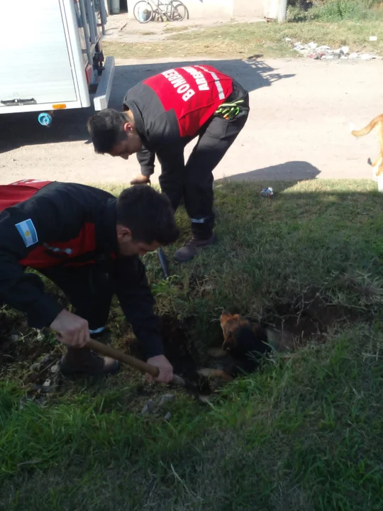 Bomberos rescataron a un perro que estaba atrapado en una alcantarilla