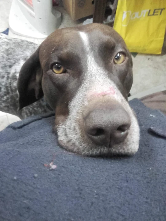 El perro superhéroe que salvó a un pumita en Arequito