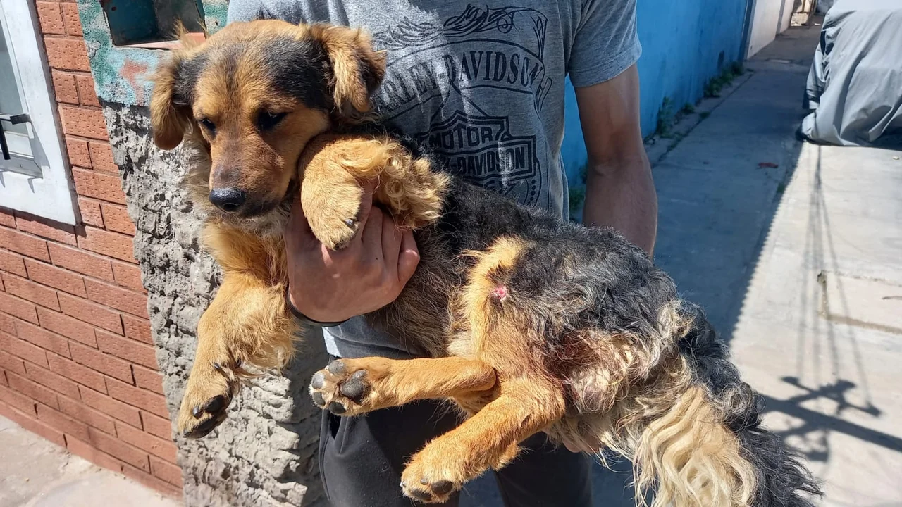 Tobi, la mascota comunitaria que también fue víctima ajena al tiroteo. (RosarioPlus)