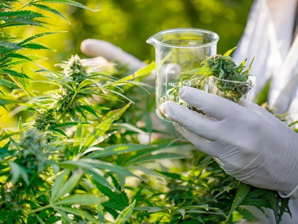 Usan el cannabis para tratar pacientes odontológicos autistas y con retraso madurativos