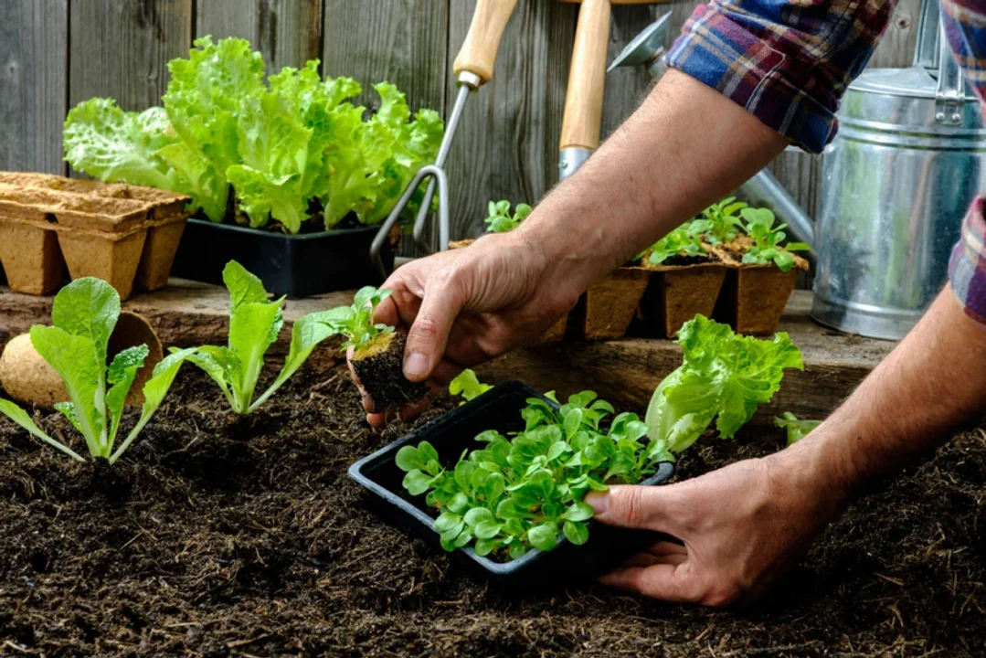 Comienza la entrega de semillas para el ciclo otoño-invierno