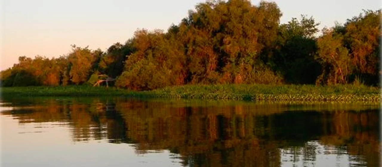 ¿Por qué los bosques son fundamentales para la salud?