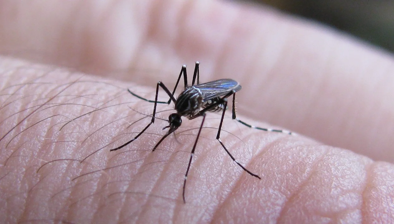 48 casos positivos de dengue en Chabas y 13 en Casilda