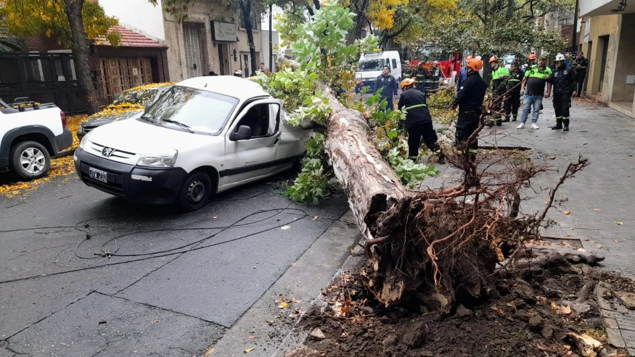 Ah, pero la sequía: la respuesta de la Municipalidad por la caída de árboles