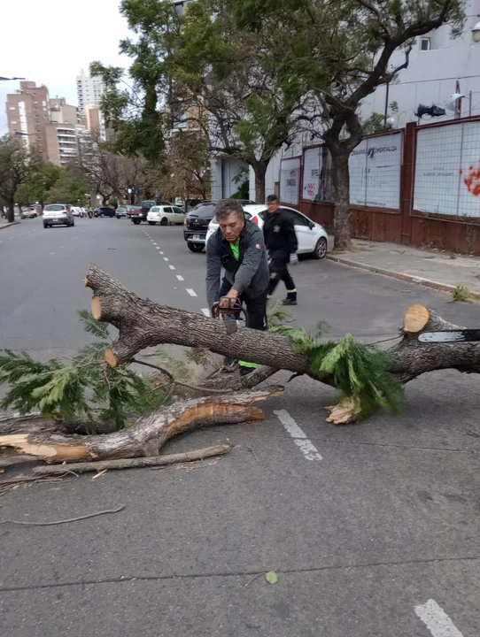Lluvia y vientos de 80 kilómetros por hora dejaron una veintena de árboles caídos 