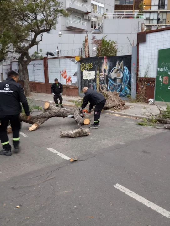 Lluvia y vientos de 80 kilómetros por hora dejaron una veintena de árboles caídos 