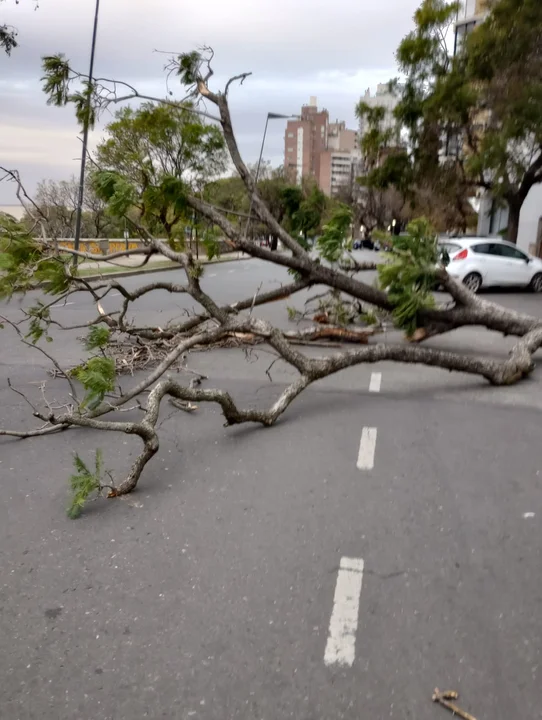Lluvia y vientos de 80 kilómetros por hora dejaron una veintena de árboles caídos 