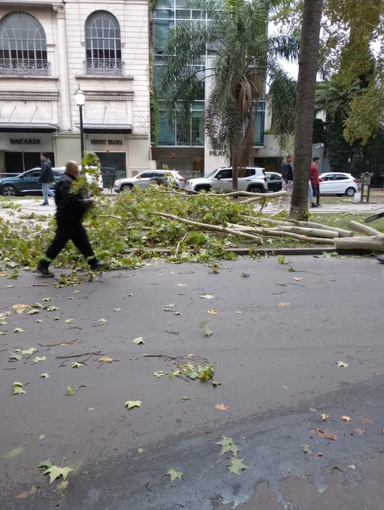 Lluvia y vientos de 80 kilómetros por hora dejaron una veintena de árboles caídos 