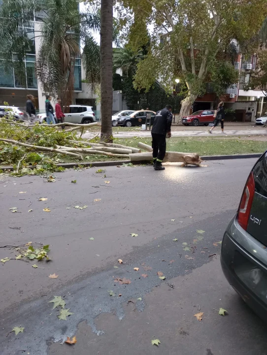 Lluvia y vientos de 80 kilómetros por hora dejaron una veintena de árboles caídos 