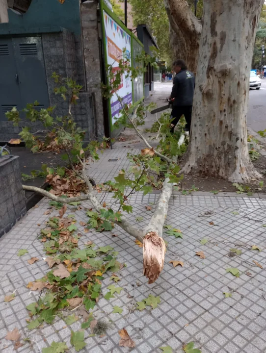 Lluvia y vientos de 80 kilómetros por hora dejaron una veintena de árboles caídos 