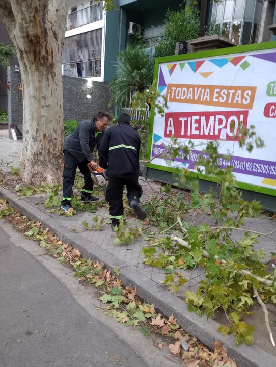 Lluvia y vientos de 80 kilómetros por hora dejaron una veintena de árboles caídos 