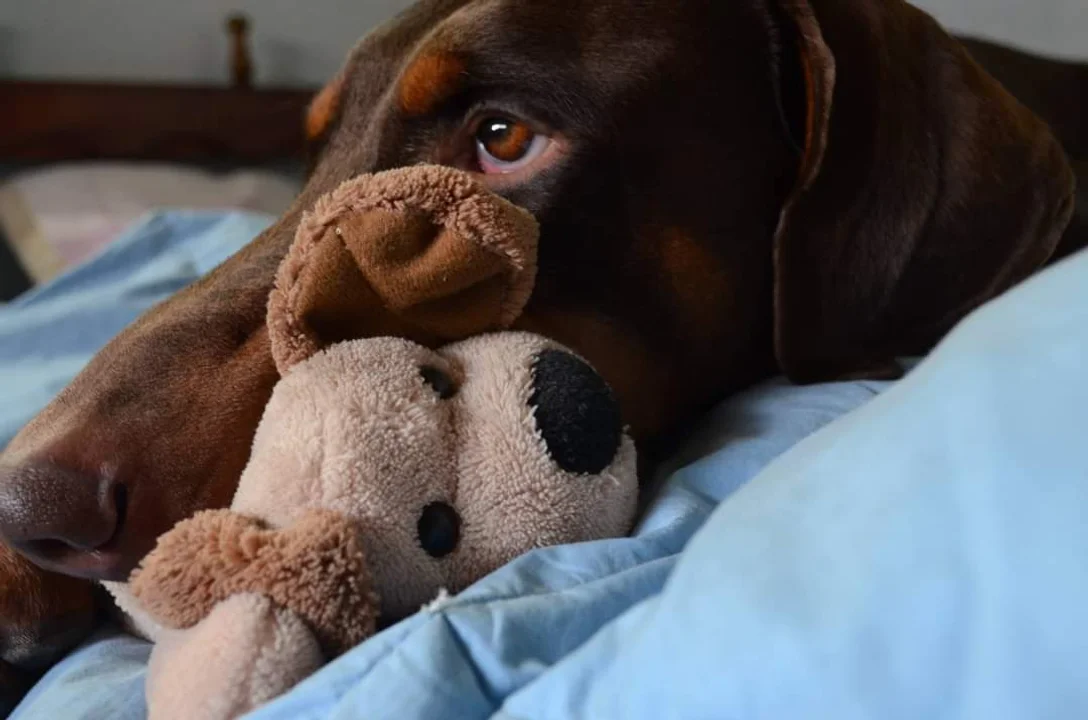 Día Nacional del Perro: ¿por qué se festeja el 2 de junio?