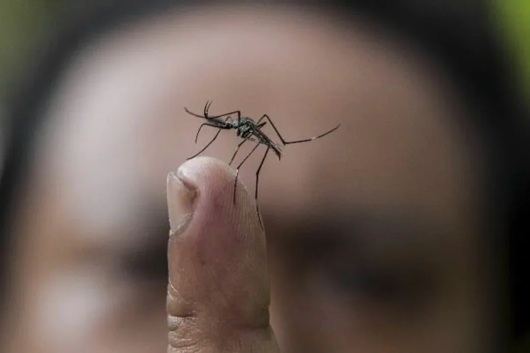 Dengue: Santa Fe registró la cifra más baja desde febrero