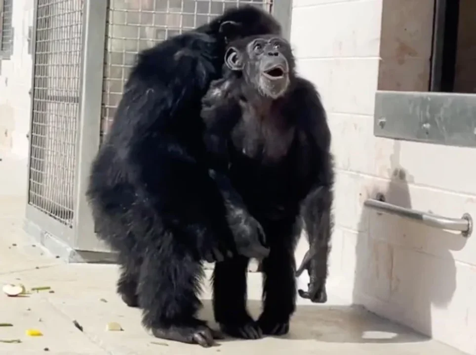 La emotiva reacción de una chimpancé al ver el cielo por primera vez