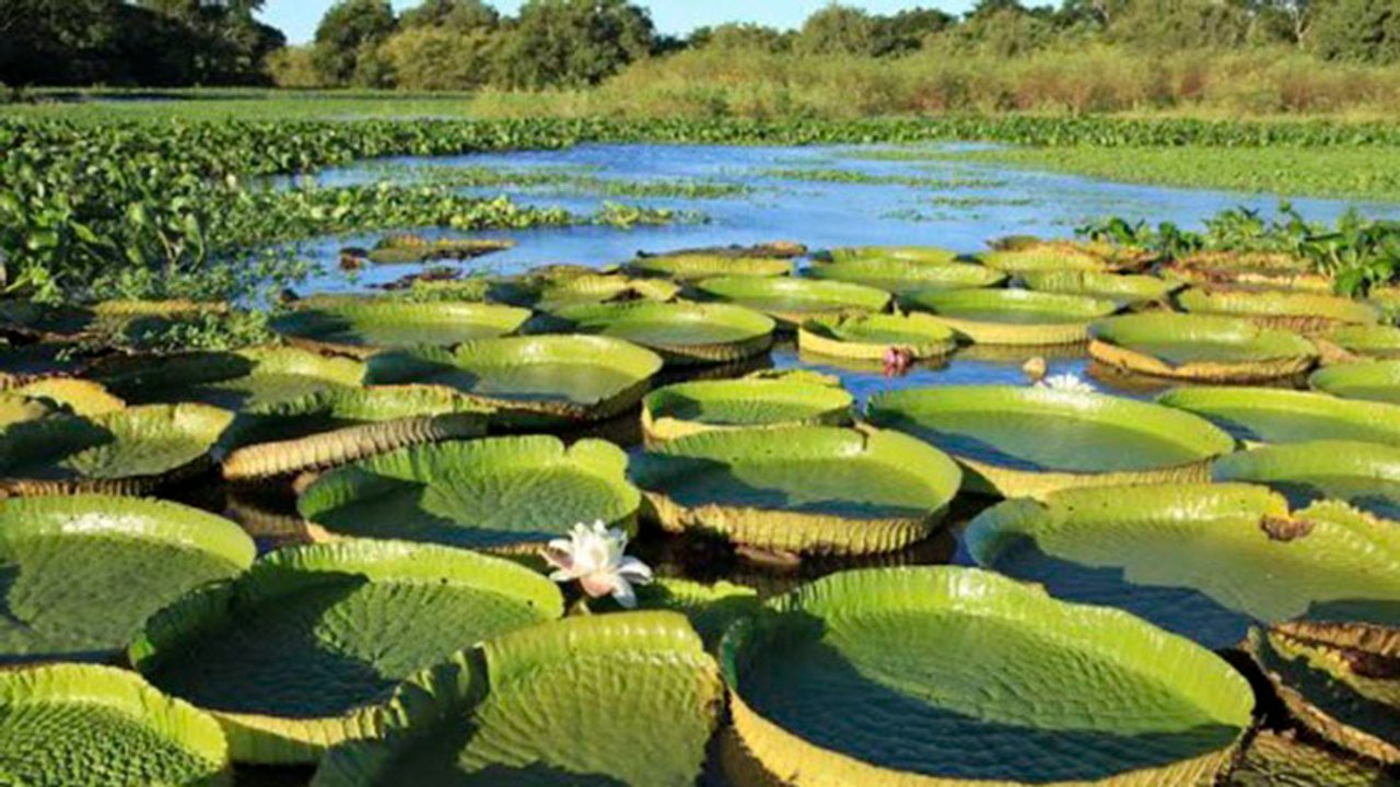 Actividades ambientales por el Día Mundial de los Humedales en la Rambla Catalunya