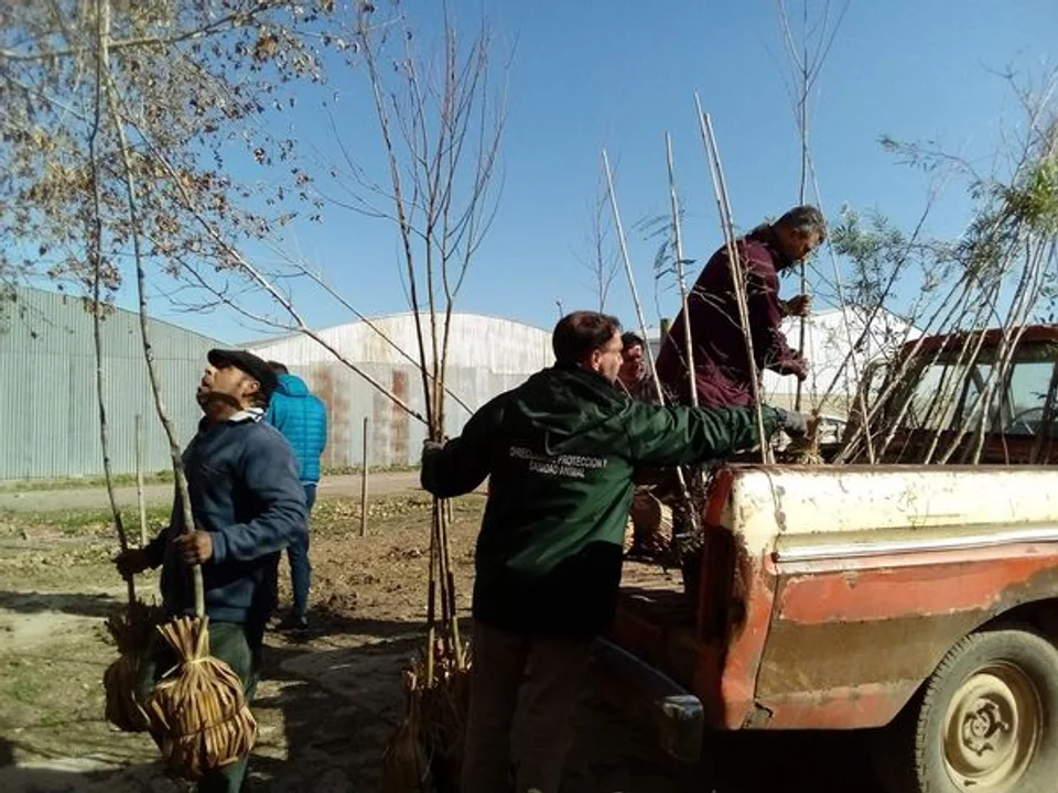 Plan de reforestación en el Club Náutico, recibe 66 árboles