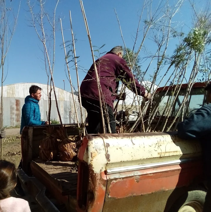 Plan de reforestación en el Club Náutico, recibe 66 árboles