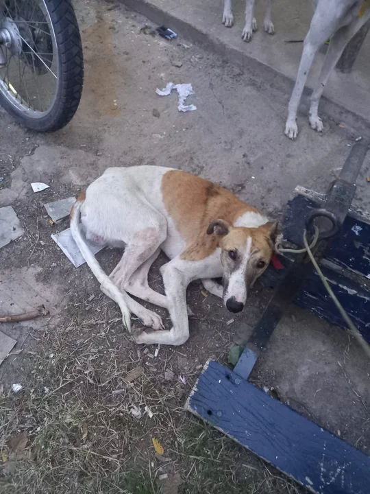 Uno de los animales rescatados del maltrato y, acaso, retornado a la misma condición.