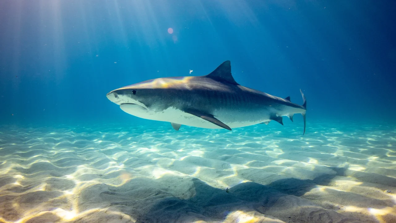 Tiburones de Río de Janeiro dieron positivo de cocaína: de dónde la sacaron