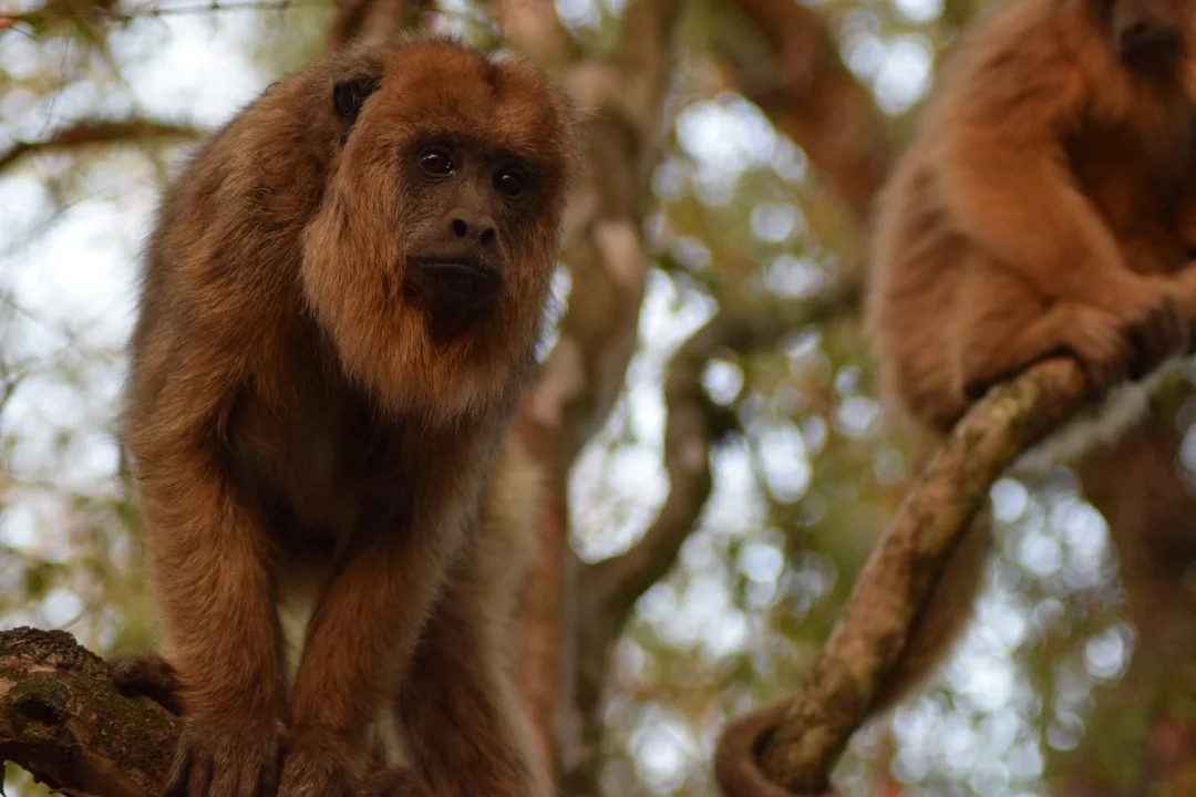 En el año, la provincia rehabilitó y liberó más de 150 animales silvestres