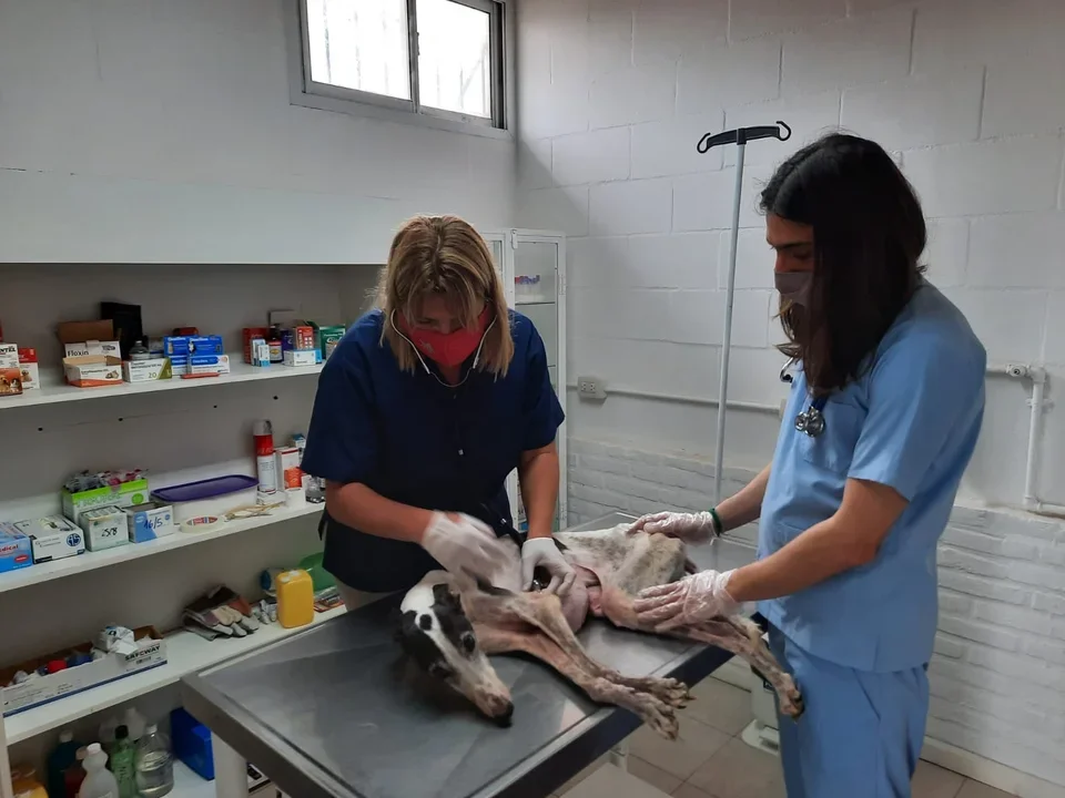 Campaña antirrábica en Centro de Atención Primaria para Pequeños Animales