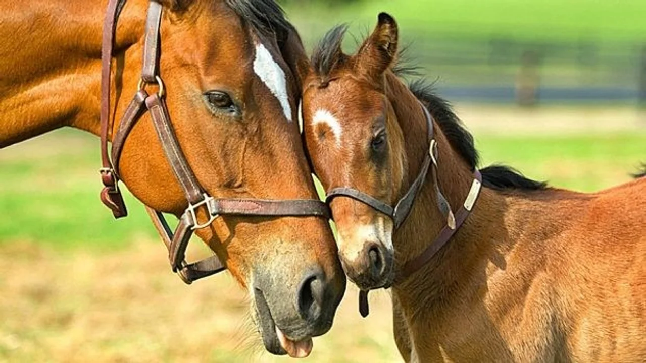 Encefalomielitis equina: aclaran que el contagio a humanos es poco frecuente