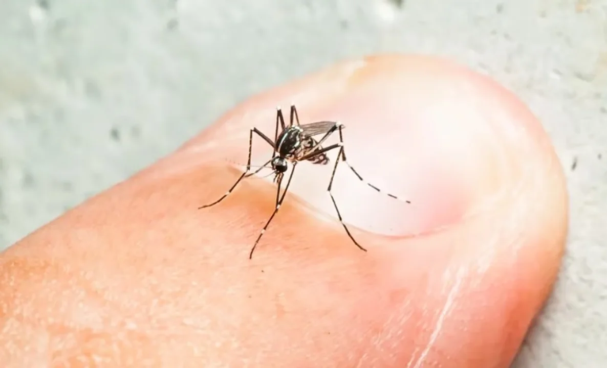 Dengue y chikungunya, 124 nuevos casos en Santa Fe