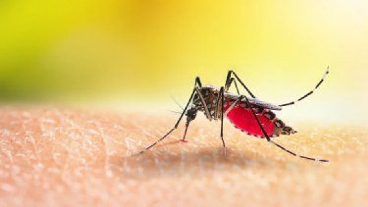 Dengue: 1.030 nuevos casos en la provincia