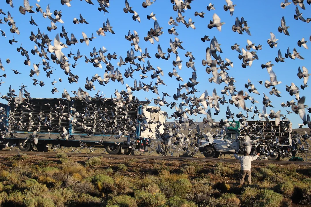 Llamativo descargo de criadores de palomas mensajeras por el "ave dealer" de Coronda