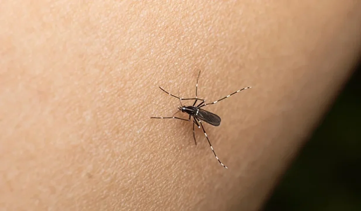 Dengue: cómo se prepara la provincia para afrontar un posible brote