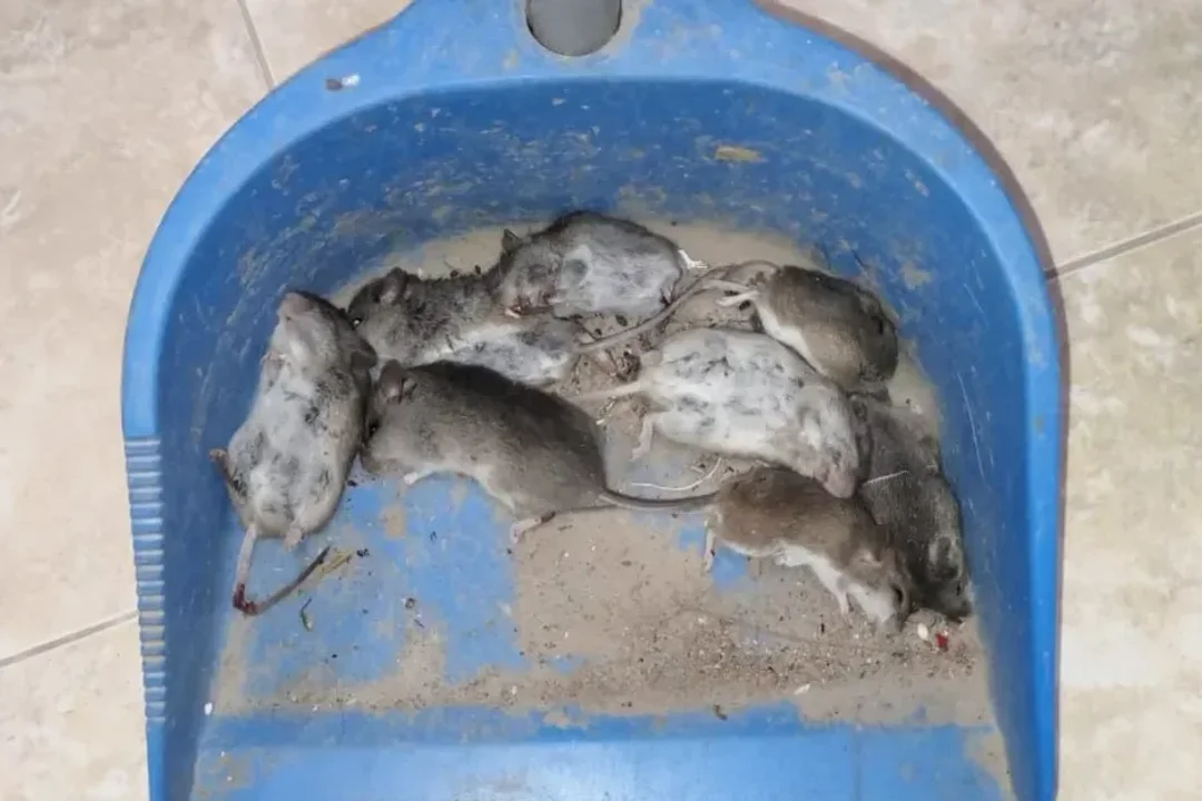 Una invasión de ratas paraliza a un pueblo santafesino