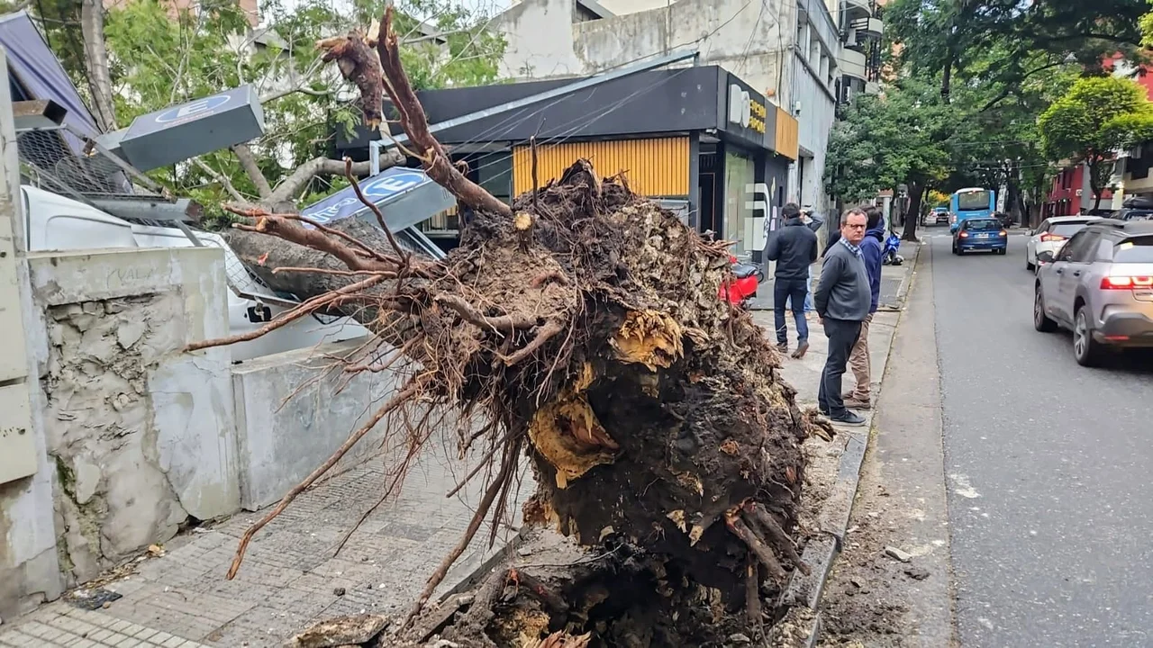 
El derribo del árbol en la cochera de Balcarce al 200. (RosarioPlus)
