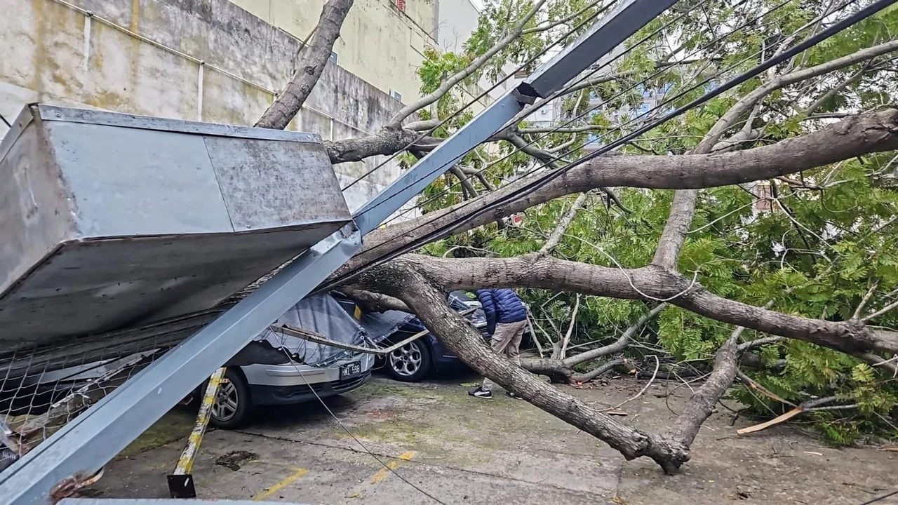 
El derribo del árbol en la cochera de Balcarce al 200. (RosarioPlus)
