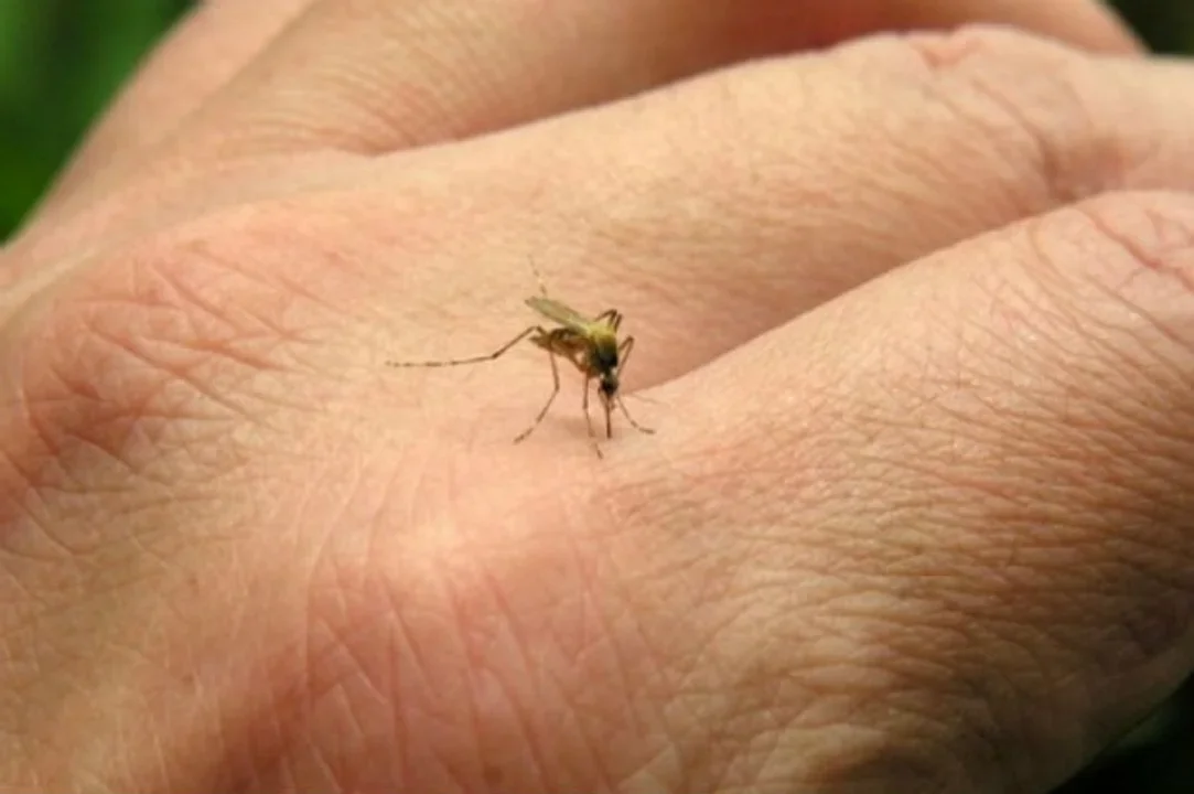 Dengue: Rosario sumó una muerte pero sigue el descenso de casos