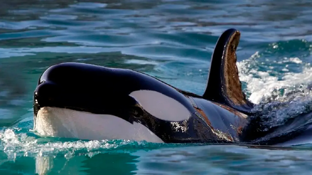 Un nuevo ataque de las orcas Gladys hunden un velero