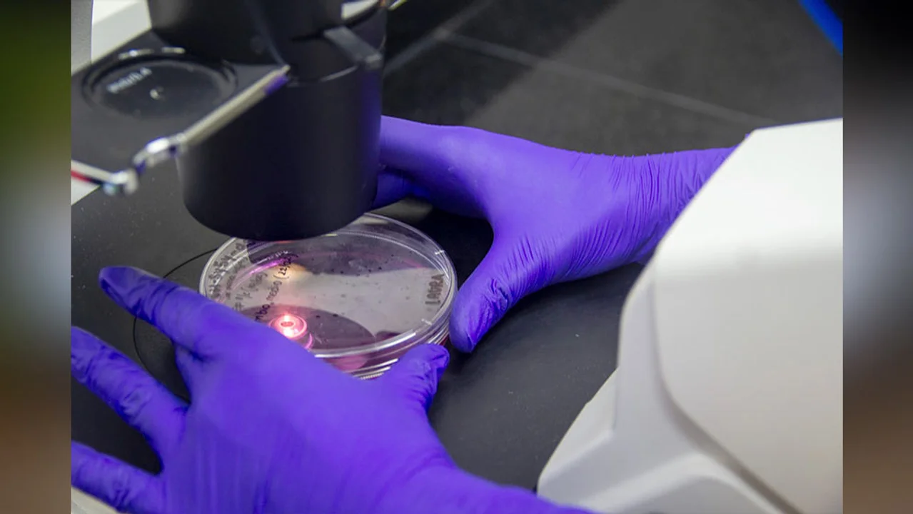 Patentan una nueva molécula para combatir el Parkinson. (Prensa CONICET)