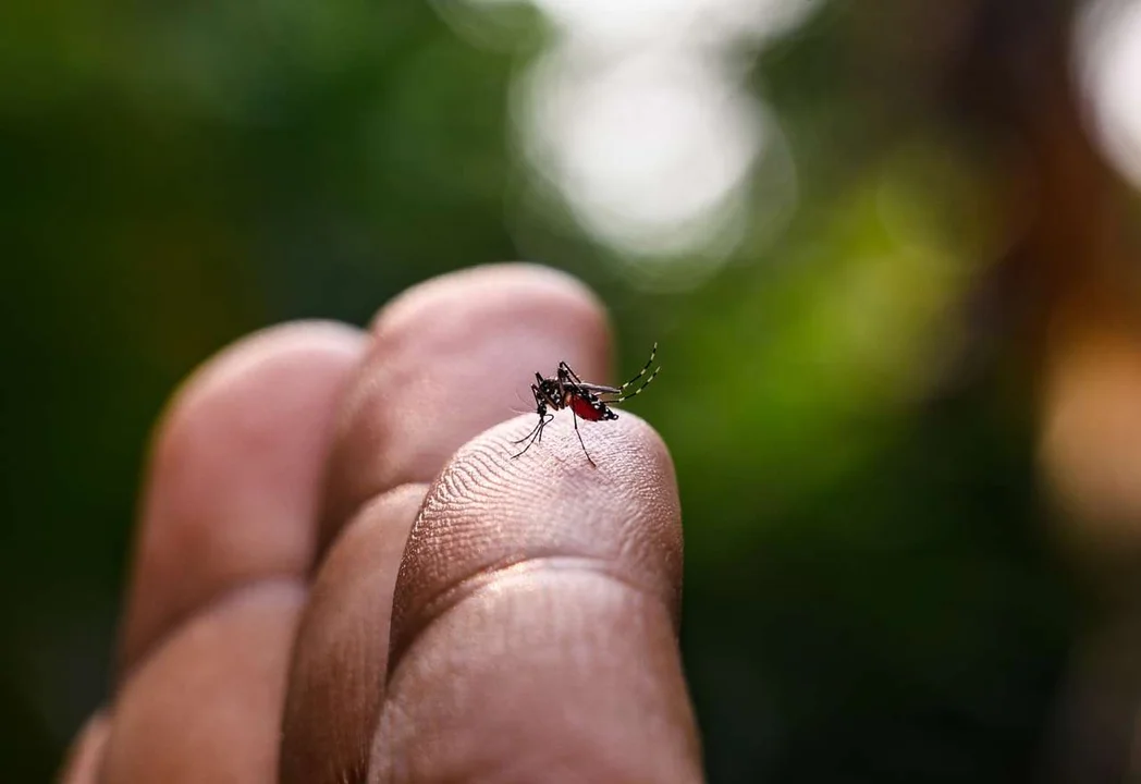 Dengue: la llegada del frío le puso un freno al brote