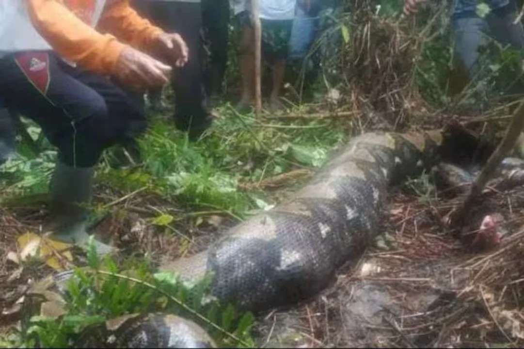 Encontraron el cuerpo de una mujer en una pitón de cinco metros