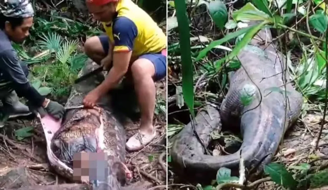 Encontraron el cuerpo de una mujer en una pitón de cinco metros