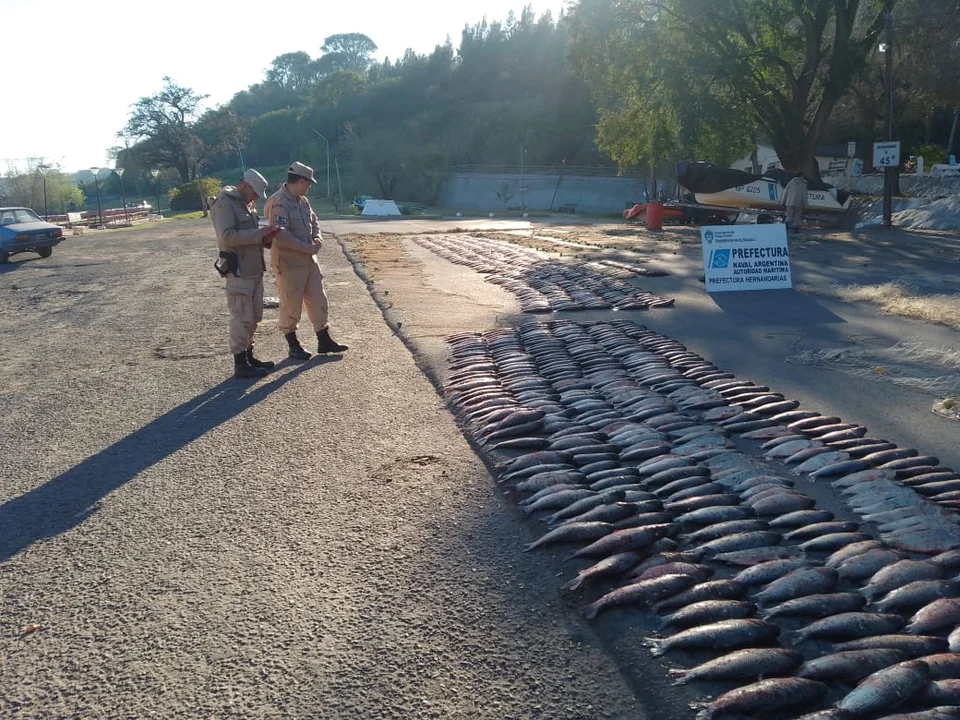 Prefectura incautó más de mil especies autóctonas que fueron pescadas de manera ilícita