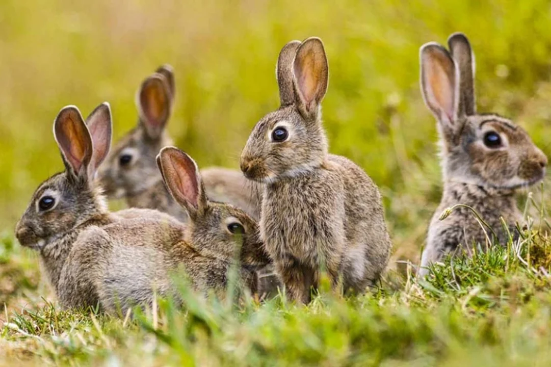 El Gobierno autorizó la importación de conejos como "animales de compañía"