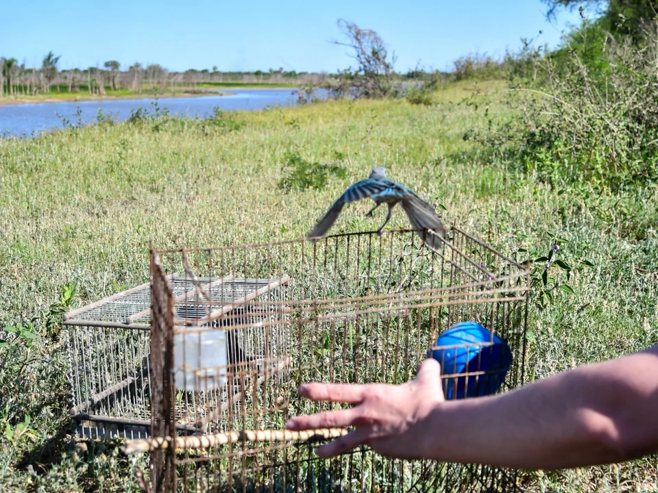 Liberan más de 300 aves encontradas en una casa abandonada