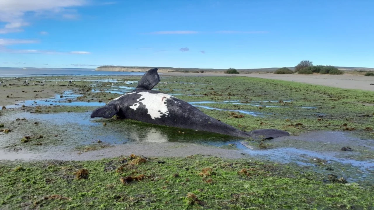 Preocupación en Península Valdés por la aparición de 21 ballenas muertas