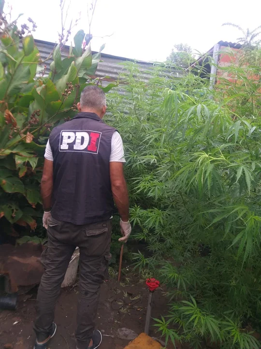 Detenidos por intentar ingresar drogas a la alcaldía