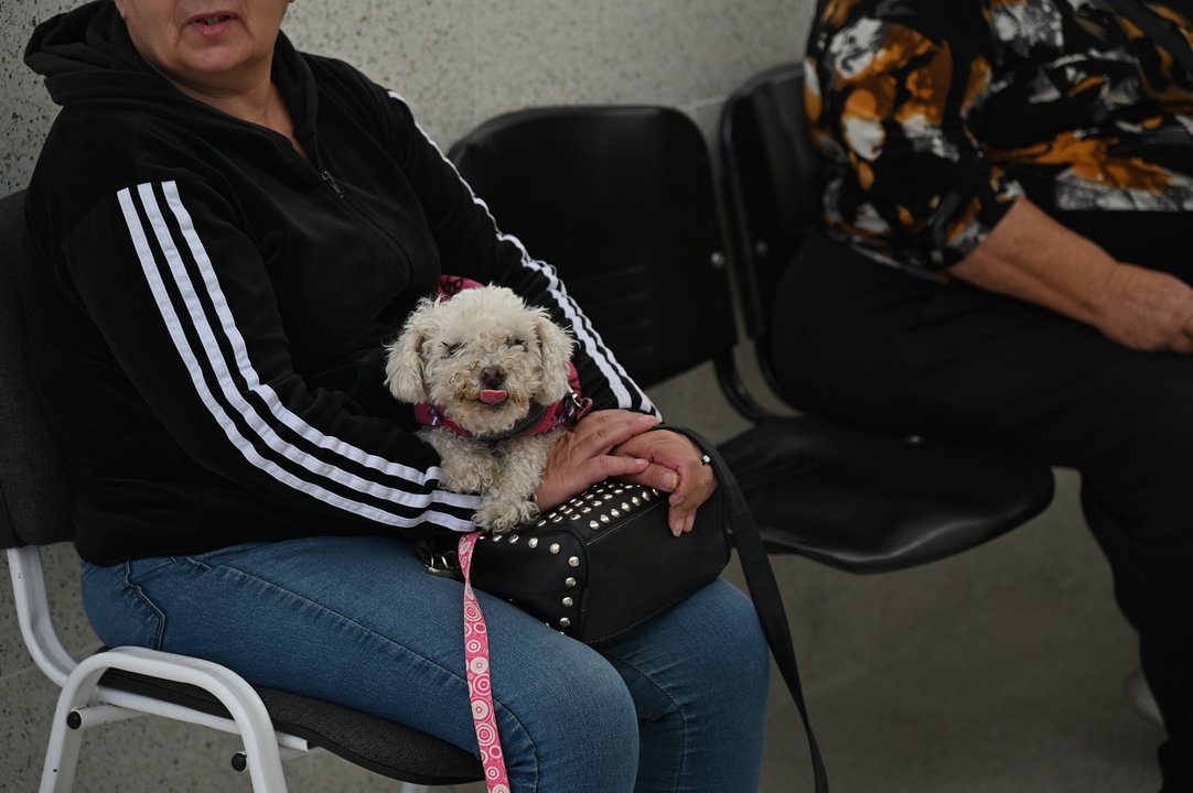 El Hospital de Salud Animal ya atendió a más de 1.100 perros y gatos
