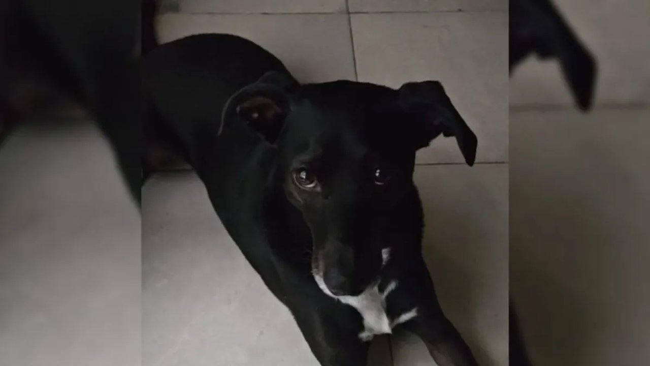 La Justicia determinó que un perro abusado no vuelva a la casa de su agresor